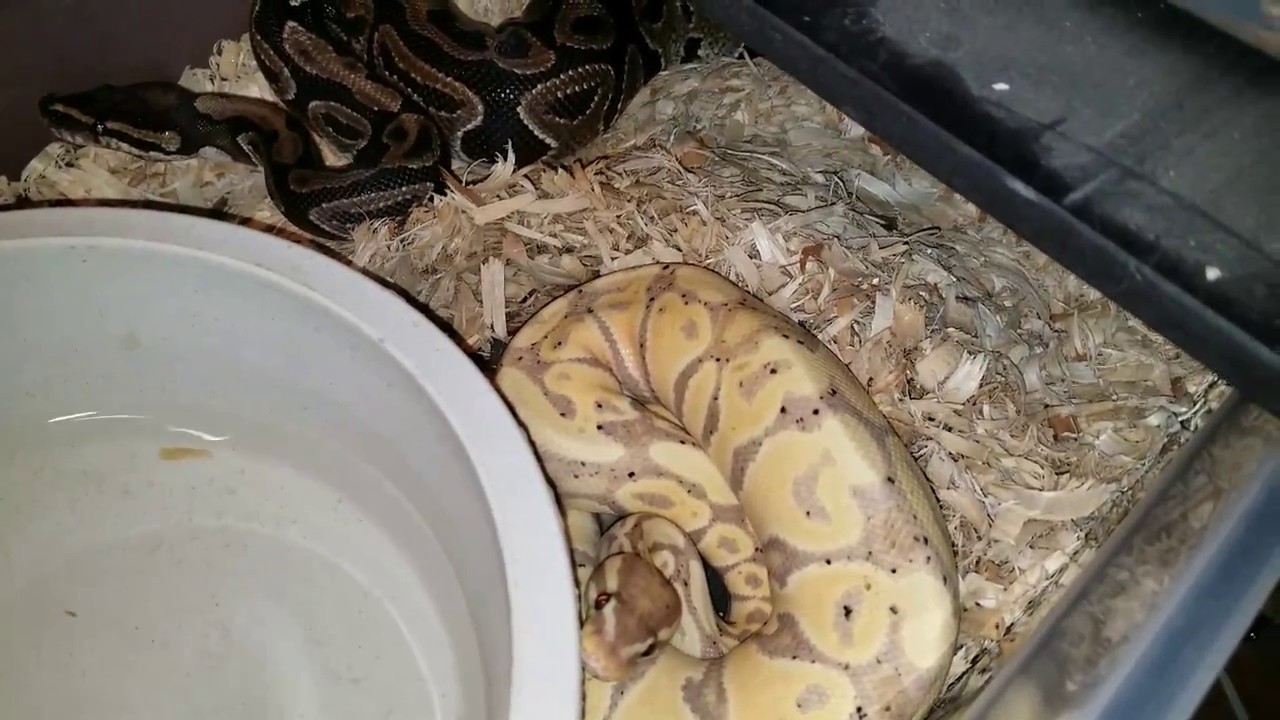 morphemes pdf Ball Python pairing