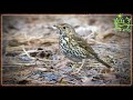 Голоса птиц Как поёт Дрозд певчий (Turdus philomelos)