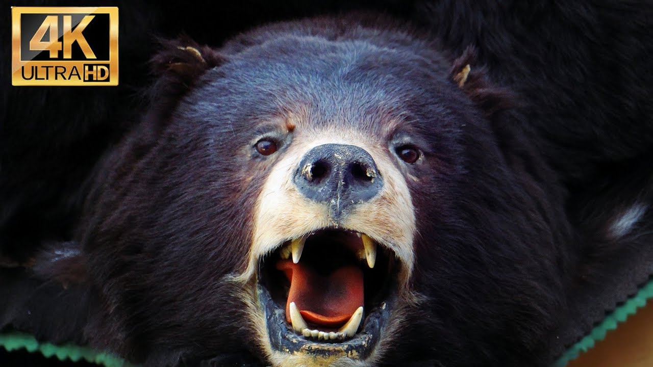 Bear 4k HD Video Collections in Tamil