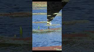 The Time Ive Lost in Wooing sung PP #shorts #music #oldmusic #publicdomainmusic #nature