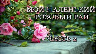 картинка: Мой маленький розовый рай🌹✓Часть 2✓🌹Погода и розы продолжают радовать❤️🦋