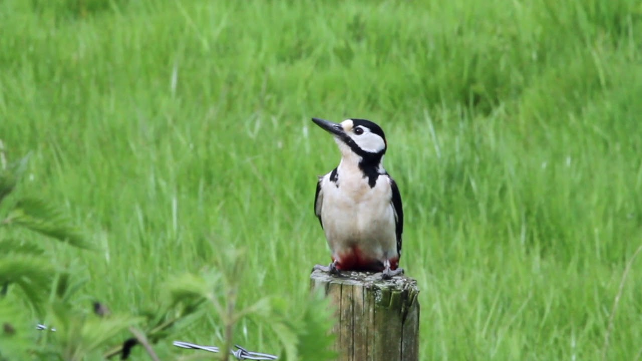 Great Spotted Woodpecker & Fly 