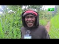 MUHANGA : UMUGABO YAGWIRIWE N'IKIROMBE ARAPFA