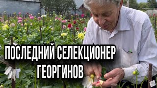 Селекция георгинов. Последний император-Дороганов О.А.