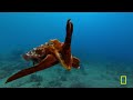 Monsters of the Wild: Wonderfully Weird (Full Episode) | DOCUMENTARY SPECIAL | Nat Geo Animals