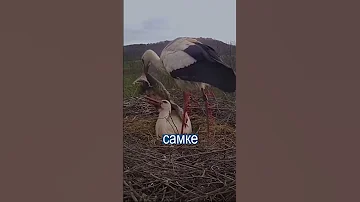 Аист принёс самке одеяло, чтобы она не замёрзла