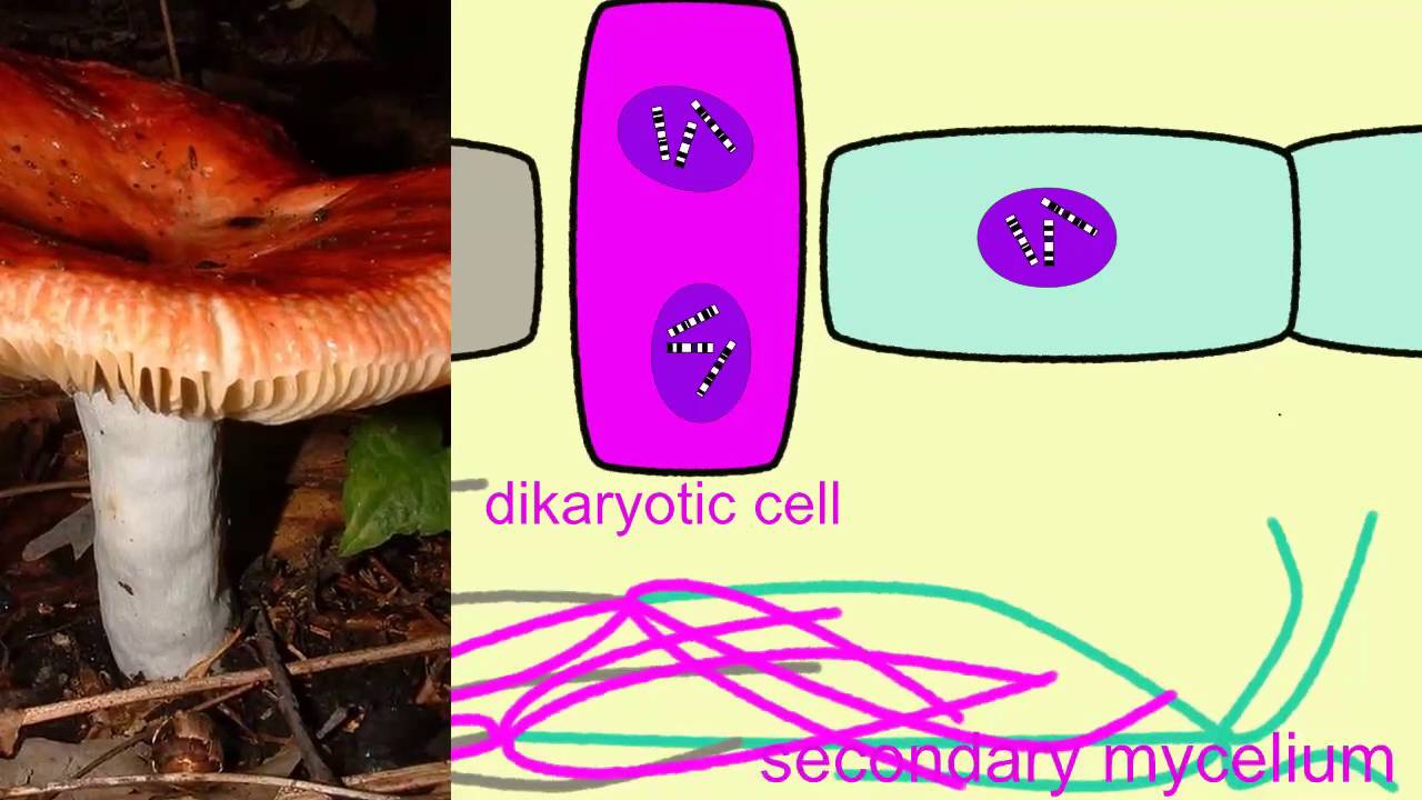 basidiocarp spores youtube
