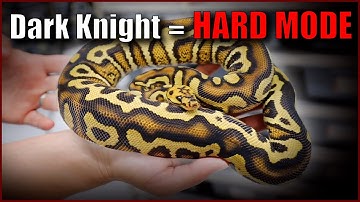 BIG Chocolate gene discovery - Changed all my breeding plans!