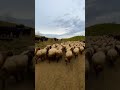 Koma Mazluman gula sere çiya