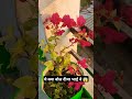 how to grow plants🌱 #rose #bogainvilla #dahlia 🌸#flowers #music #music #youtubeshorts #funny #nature