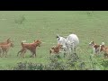 Street Dog Kill Cow Calf | Singrauli Wildlife