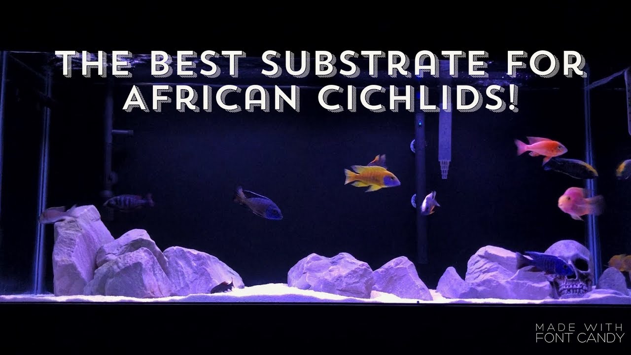 cichlid substrate