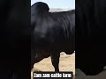 kurbani cow #cow #trending #2026 #viral #viralcow#shorts #ytshorts