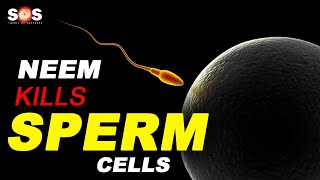 Neem Kills Sperm Cells - Beware of The Right Quantity