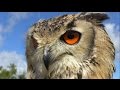 The most beautiful eyes: how to film Bengal Eagle Owl flying in slow motion. Dublin Falconry.