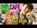 【會跳舞的貓頭鷹!?】人氣超治癒OWL CAFE♡