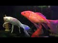 Hewan air | ikan berwarna- warni