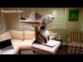 Cat Trees for Large Cats: Cats Receive Cat Power Tower Modern Cat Tree for Review - ねこ - Floppyc