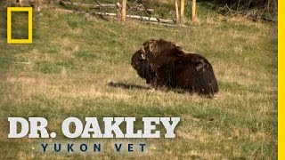 Checking on a Muskox | Dr. Oakley, Yukon Vet