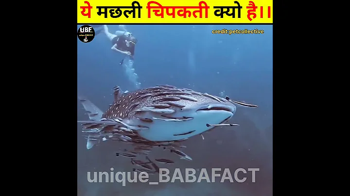 Why does this fish stick?fact short