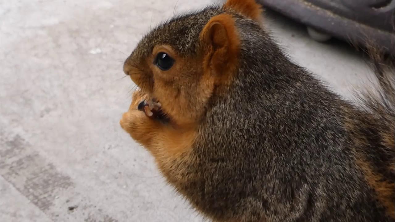 Squirrel eats pecans by hand YouTube