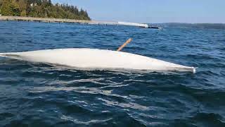 Naked Kayak Wet Exit and Self Rescue. I got out of a perfectly good boat for no reason.