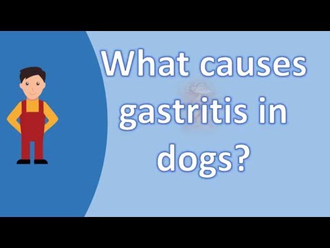 Video: Eosinofiele Gastro-enteritis Bij Honden - Maagontsteking - Diarree Bij Honden