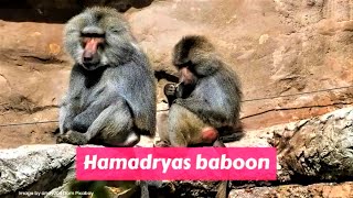 Hamadryas baboon (Papio hamadryas) by A to Z Animals & Plants 61 views 3 years ago 1 minute, 19 seconds