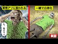 【実話】軍隊アリに襲われて白骨になった男。たった一晩で…100万匹の黒い悪魔。