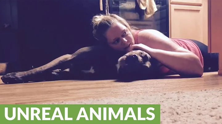 Clever Service Dog protects his owner's head during seizure