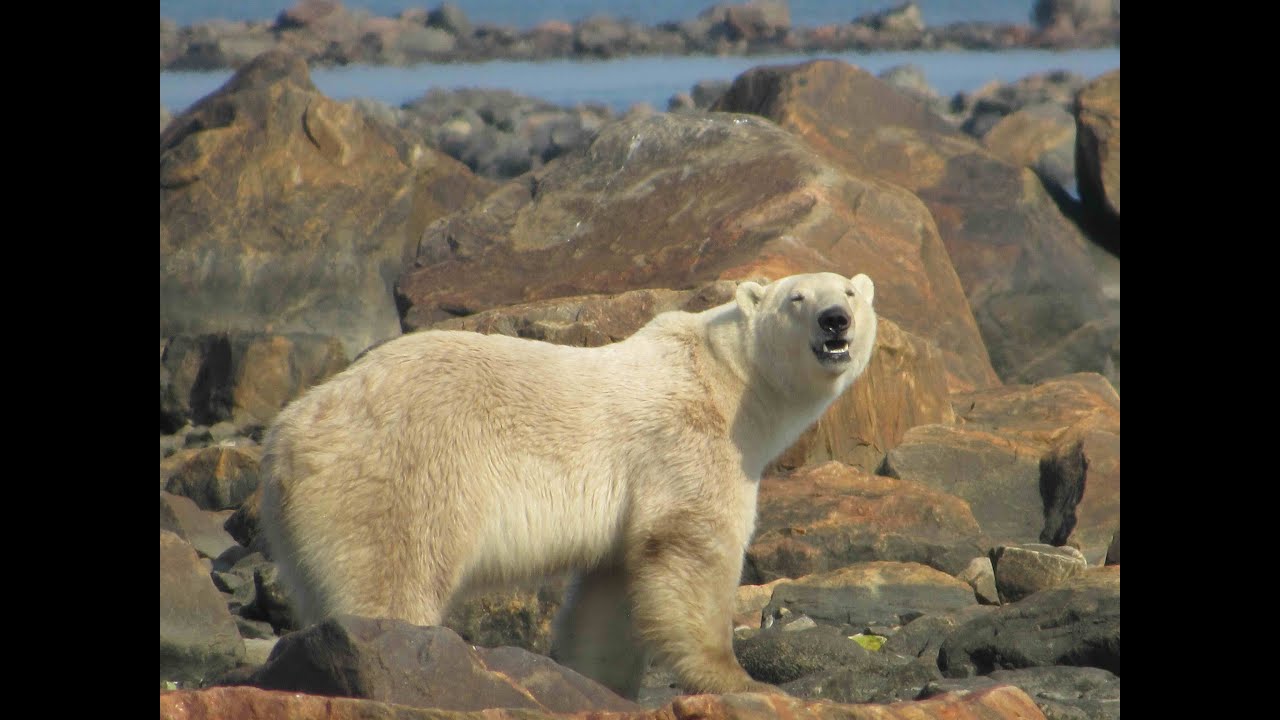 Прогулка с белыми медведями: арктическое сафари с гидом компании Churchill Wild Guide Терри Эллио...