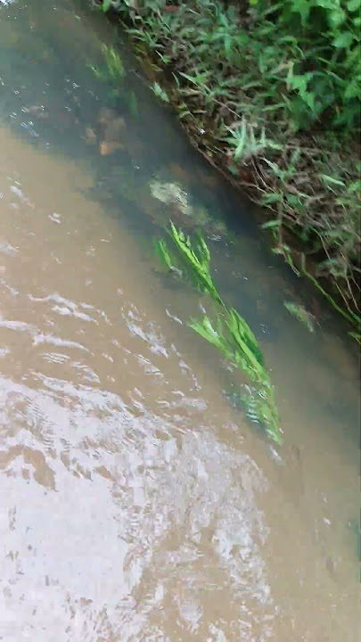 https://vt.tiktok.com/ZSD4M4AgG/ 🐈‍⬛ #folklore  🏊‍♂️ 16/9/