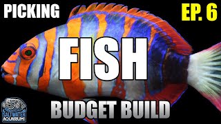 Selecting SALTWATER FISH for Beginners in a New Budget Build Aquarium