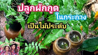 ปลูกผักกูดในกระถางเป็นไม้ประดับ อั๊ยยะEP.329ผักสวนครัวรั้วกินได้