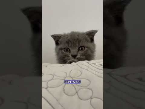 У кошек тоже бывает история любви #кошки #любовь #животные #ветеринар