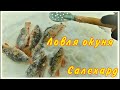 Салехард. Ловля окуня на мормышку.