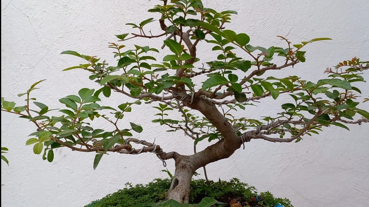 Prebonsai en Colador,  Ligera Poda ( Pirul Brasileño) ✂️🌿