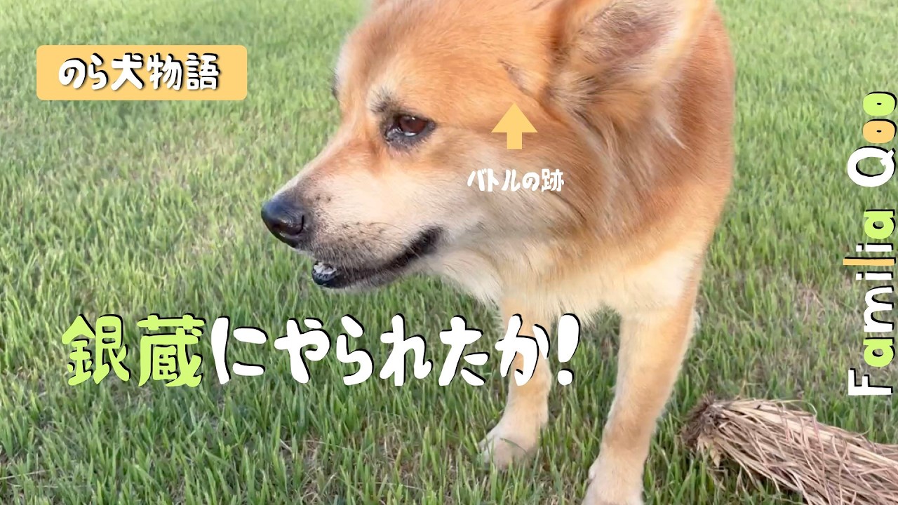 Did Ginzō do this? There's a wound! [Miniature Dachshund and the