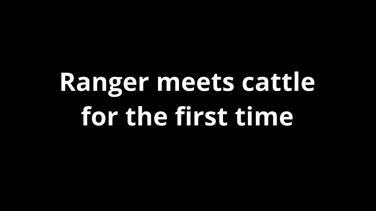 Introducing A horse to cattle for the first time - Ranger gets to see and meet some cattle