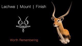 Lechwe | Mounting & Finishing | Splitting Image Taxidermy