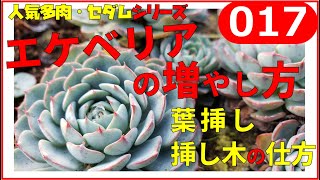 多肉植物 エケベリア ミニマ の葉挿し 挿し木 株分け の増やし方 やり方 By園芸チャンネル 017 Youtube