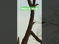 Power of Winds
