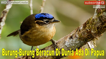 Burung Pitohui Papua masuk Guinness Book of World Record sebagai burung paling beracun di dunia