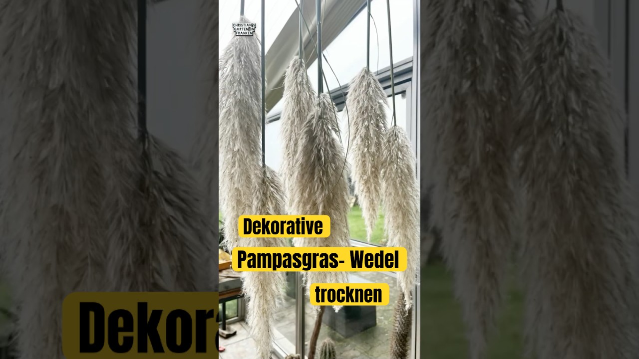 Dekorative & flauschige Pampasgras-Wedel trocknen #dekoration #pampasgrass #garten
