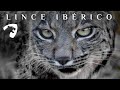 EL LINCE IBÉRICO RECONQUISTA SUS TIERRAS #gatos #españa #portugal