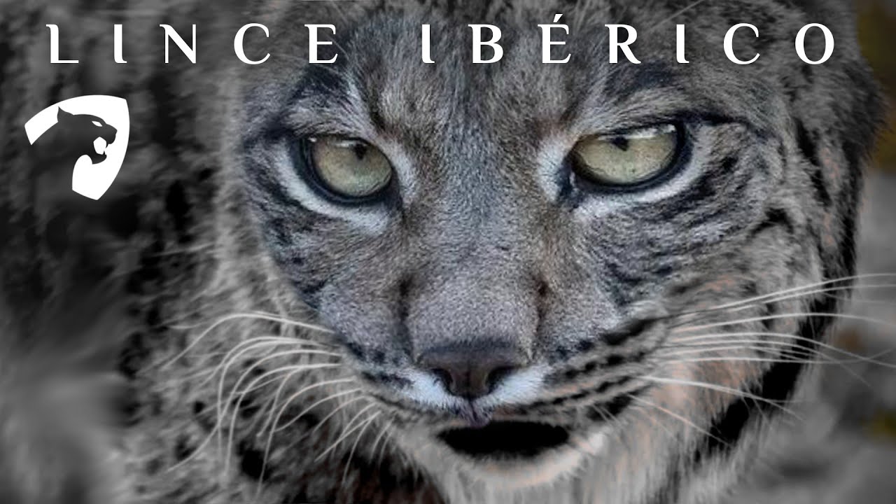 EL LINCE IBÉRICO RECONQUISTA SUS TIERRAS #gatos #españa #portugal