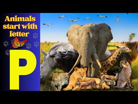 Animals Starting With P Learn Animal Words That Start With Letters P Animals 