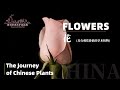 The Journey of Chinese Plants FLOWERS | 1080P | 影响世界的中国植物 花卉