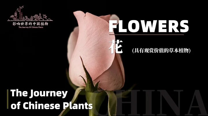 The Journey of Chinese Plants FLOWERS | 1080P | 影響世界的中國植物 花卉 - 天天要聞