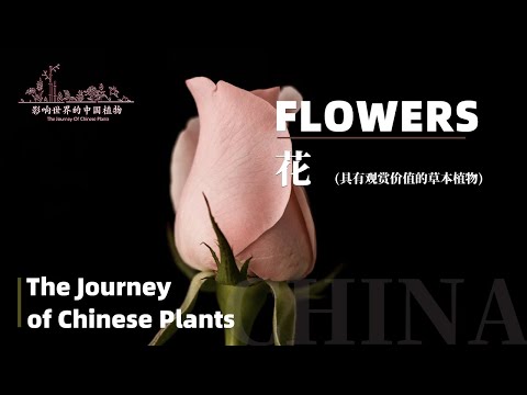 The Journey of Chinese Plants FLOWERS | 1080P